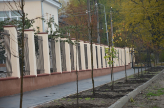 У Кропивницькому озеленили липами прилеглу територію біля пологового будинку №1